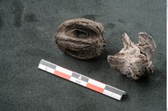 Foto (Seitenansicht) von Spondylostrobus smythii F.V. Mueller (NHMW-GEO-2024-0188-10400)